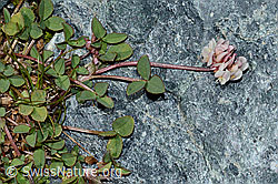 Bleicher Klee (Trifolium pallescens) (C202862) Bleicher Klee (Trifolium pallescens) (C202862)