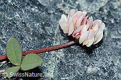 Bleicher Klee (Trifolium pallescens) (C202863) Bleicher Klee (Trifolium pallescens) (C202863)