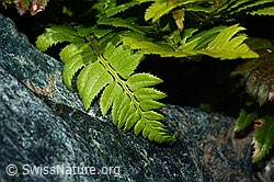 Lanzenfarn (Polystichum lonchitis) (C202865) Lanzenfarn (Polystichum lonchitis) (C202865)