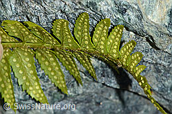 Lanzenfarn (Polystichum lonchitis) (C202866) Lanzenfarn (Polystichum lonchitis) (C202866)