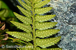 Lanzenfarn (Polystichum lonchitis) (C202870) Lanzenfarn (Polystichum lonchitis) (C202870)
