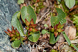 Kraut-Weide (Salix herbacea) (C202939) Kraut-Weide (Salix herbacea) (C202939)