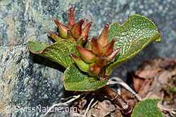 Kraut-Weide (Salix herbacea) (C202943) Kraut-Weide (Salix herbacea) (C202943)