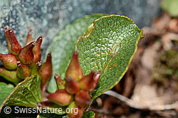 Kraut-Weide (Salix herbacea) (C202944) Kraut-Weide (Salix herbacea) (C202944)