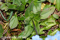 Alpen-Vergissmeinnicht (Myosotis alpestris) (C202947) Alpen-Vergissmeinnicht (Myosotis alpestris) (C202947)