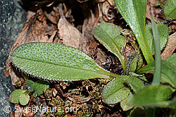 Alpen-Vergissmeinnicht (Myosotis alpestris) (C202948) Alpen-Vergissmeinnicht (Myosotis alpestris) (C202948)
