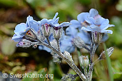 Alpen-Vergissmeinnicht (Myosotis alpestris) (C202950) Alpen-Vergissmeinnicht (Myosotis alpestris) (C202950)
