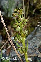 Grüne Hohlzunge (Coeloglossum viride) (06.08.2021, C202970)