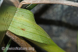 Coeloglossum viride (C202975)