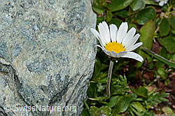 Gewöhnliche Alpenmargerite (Leucanthemopsis alpina) (C202987)