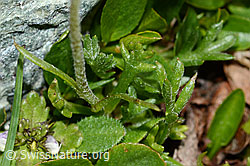 Gewöhnliche Alpenmargerite (Leucanthemopsis alpina) (C202993)