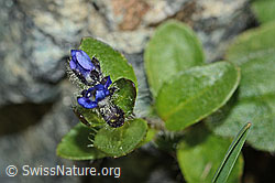 Alpen-Ehrenpreis (Veronica alpina) (C203021) Alpen-Ehrenpreis (Veronica alpina) (C203021)