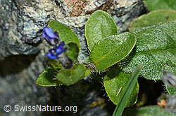 Alpen-Ehrenpreis (Veronica alpina) (C203022) Alpen-Ehrenpreis (Veronica alpina) (C203022)