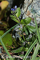 Alpen-Ehrenpreis (Veronica alpina) (C203023) Alpen-Ehrenpreis (Veronica alpina) (C203023)
