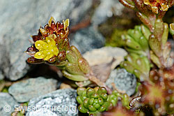 Alpen-Mauerpfeffer (Sedum alpestre) (06.08.2021, C203025)