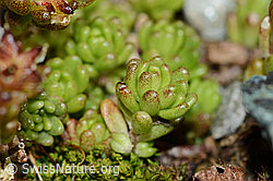 Sedum alpestre (C203026)
