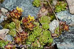 Alpen-Mauerpfeffer (Sedum alpestre) (06.08.2021, C203028)