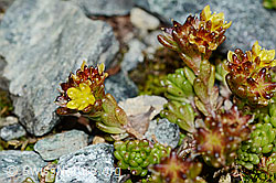 Sedum alpestre (C203029)