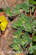 Lotus alpinus (C203055)