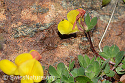 Lotus alpinus (C203059)