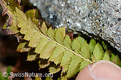 Lanzenfarn (Polystichum lonchitis) (C203064)