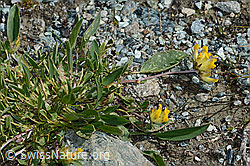 Alpen-Wundklee (Anthyllis vulneraria ssp. alpestris) (C203067) Alpen-Wundklee (Anthyllis vulneraria ssp. alpestris) (C203067)