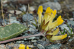 Alpen-Wundklee (Anthyllis vulneraria ssp. alpestris) (C203068) Alpen-Wundklee (Anthyllis vulneraria ssp. alpestris) (C203068)