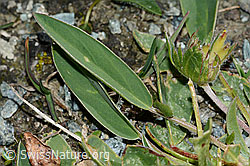 Alpen-Wundklee (Anthyllis vulneraria ssp. alpestris) (C203075) Alpen-Wundklee (Anthyllis vulneraria ssp. alpestris) (C203075)