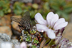 Helina reversio (Echte Fliege) an Kriechendem Gipskraut (Gypsophila repens) (C203135) Helina reversio (Echte Fliege) an Kriechendem Gipskraut (Gypsophila repens) (C203135)