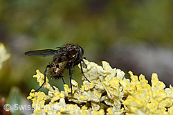 Helina reversio (Echte Fliege) (C203147) Helina reversio (Echte Fliege) (C203147)