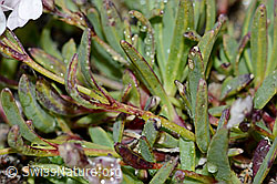 Gypsophila repens (C203152)