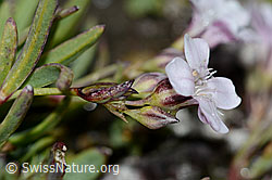 Gypsophila repens (C203153)