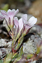 Gypsophila repens (C203154)