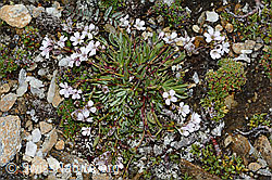 Gypsophila repens (C203158)