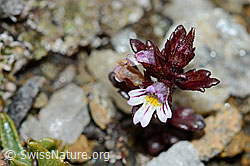 Zwerg-Augentrost (Euphrasia minima) (C203163) Zwerg-Augentrost (Euphrasia minima) (C203163)