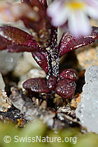 Zwerg-Augentrost (Euphrasia minima) (C203165) Zwerg-Augentrost (Euphrasia minima) (C203165)