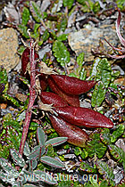 Oxytropis campestris (C203191)