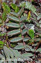 Oxytropis campestris (C203192)