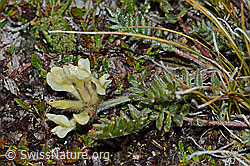 Oxytropis campestris (C203196)
