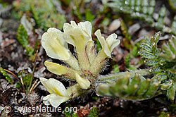Oxytropis campestris (C203197)