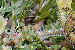 Oxytropis campestris (C203201)