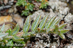 Oxytropis campestris (C203203)