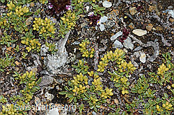 Quendelblättrige Weide (Salix serpillifolia) (C203218)