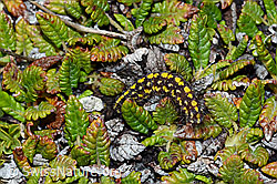 Raupe des Gelben Alpen-Flechtenbärs (Setina aurita) (C203220) Raupe des Gelben Alpen-Flechtenbärs (Setina aurita) (C203220)