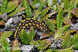Raupe des Gelben Alpen-Flechtenbärs (Setina aurita) (C203223) Raupe des Gelben Alpen-Flechtenbärs (Setina aurita) (C203223)