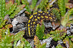 Raupe des Gelben Alpen-Flechtenbärs (Setina aurita) (C203224) Raupe des Gelben Alpen-Flechtenbärs (Setina aurita) (C203224)
