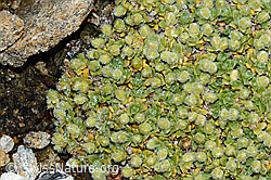 Alpen-Bruchkraut (Herniaria alpina) (C203238) Alpen-Bruchkraut (Herniaria alpina) (C203238)