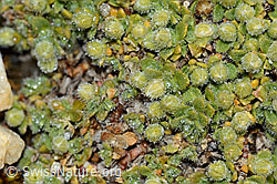 Alpen-Bruchkraut (Herniaria alpina) (C203240) Alpen-Bruchkraut (Herniaria alpina) (C203240)