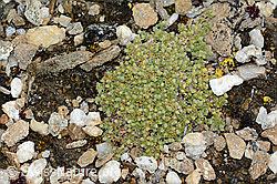 Alpen-Bruchkraut (Herniaria alpina) (C203243) Alpen-Bruchkraut (Herniaria alpina) (C203243)