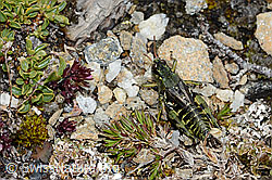 Nordische Gebirgsschrecke (Bohemanella frigida) (C203251) Nordische Gebirgsschrecke (Bohemanella frigida) (C203251)
